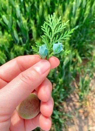 满屏带节奏换教练，摘桃子的在背后偷着乐