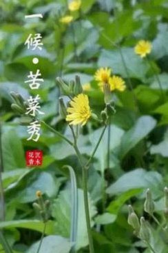 折戟庐山：广州蒲公英四轮不胜背后的战术失序与心态困局